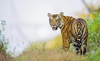 Golden Triangle Tour With Jim Corbett Wildlife Safari